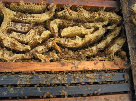 Cross comb in hive box lacking enough frames; photo by: James E. Tew